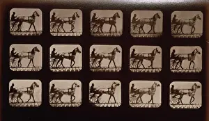 Fifteen: Horses. Walking change to trotting