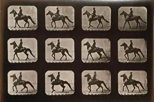Consecutive: Horses. Walking, change to trotting