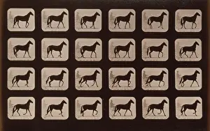 Consecutive: Horses. Walking change to trotting