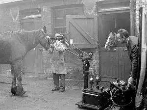 Invaluable: HORSES BEING X-RAYED