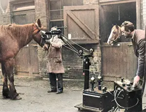 Invaluable: HORSES BEING X-RAYED