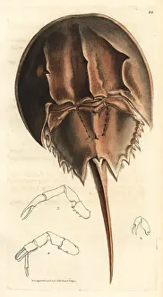 Leach: Horseshoe crab, Limulus polyphemus