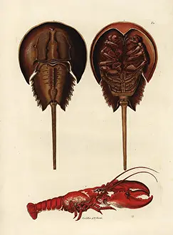 Polyphemus: Horseshoe crab, Limulus polyphemus, and lobster