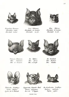 Schneiders: Horseshoe and Egyptian bat heads
