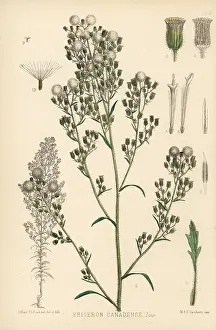 Fleabane: Horseweed, Erigeron canadensis