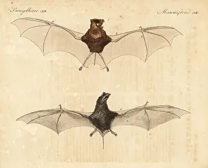 Horsfield: Horsfield's leaf-nosed bat and wrinkle-lipped bat