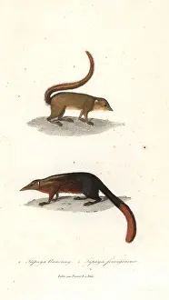 Horsfield: Horsfield's treeshrew, Tupaia javanica, and