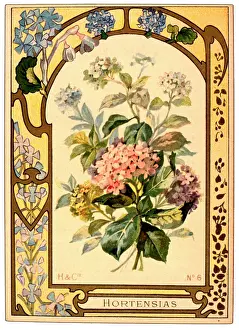 Hydrangeas: Hortensias (Hydrangeas) with a decorative border