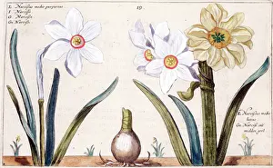 Passe: Hortus Floridus - Narcissus