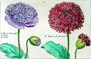 Passe: Hortus Floridus - Papaver flower