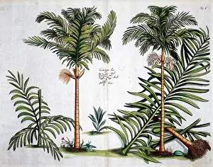 Malabar: Hortus Malabaricus (Tropical Plants)