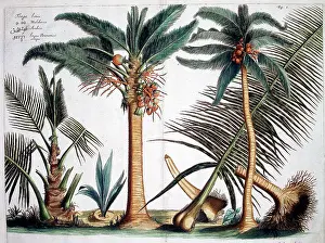Malabar: Hortus Malabaricus (Tropical Plants)