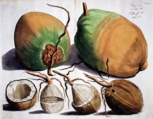 Malabar: Hortus Malabaricus (Tropical Plants)