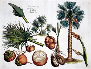 Malabar: Hortus Malabaricus (Tropical Plants)