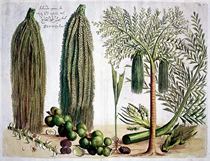Malabar: Hortus Malabaricus (Tropical Plants)