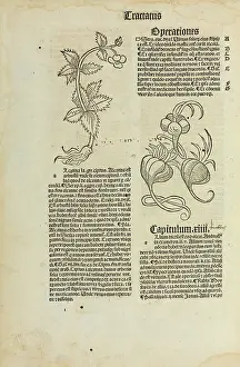 1497: Hortus Sanitatis, Jacob Meidenbach, 1497 edition