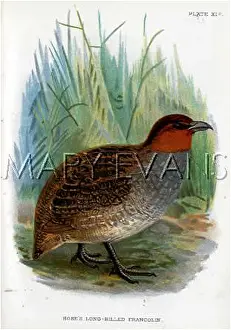 Francolin: HOSE'S FRANCOLIN