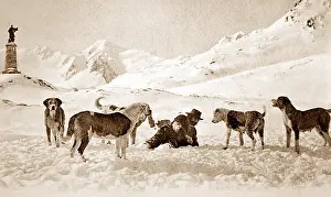 Bernards: Hospice of the Great Saint Bernard, Switzerland, early 1900s