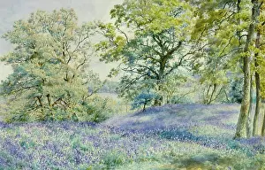 Wilmot: A Host of Bluebells