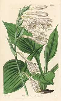 Hosta: Hosta sieboldii