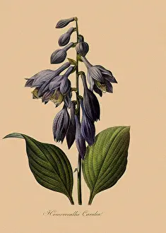 Hosta: Hosta ventricosa
