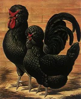 Hens: Houdan Cock and Hen