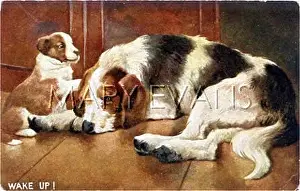 Waken: HOUND BITCH AND PUP