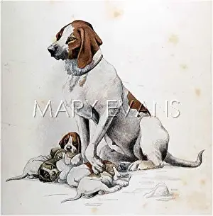 Dogs: HOUND BITCH AND PUPS