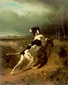 Canines: Hound Pointing