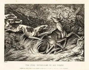 John Gay: Three hounds attack a stag caught by its antlers