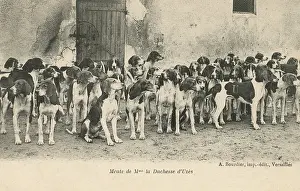 Foxhounds: The Hounds of the Duchess of Uzes