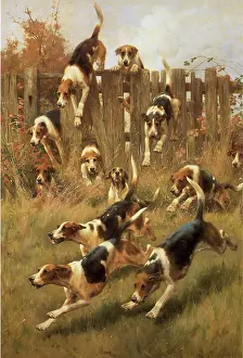 Intent: Hounds Hunting