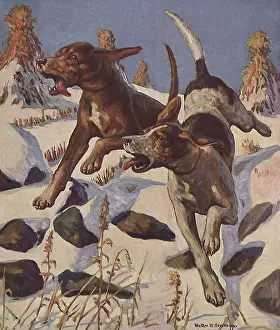 Canines: Hounds in Winter