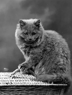 Interesting: HOUSE CAT ON BASKET