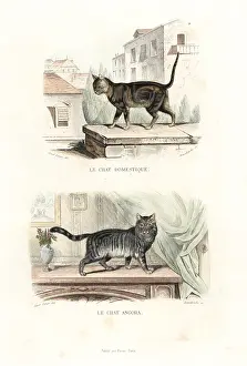 Angora: House cat and Turkish Angora cat