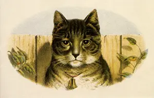 Felines: House Friend