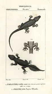 Spitting: House gecko and broad-tailed gecko