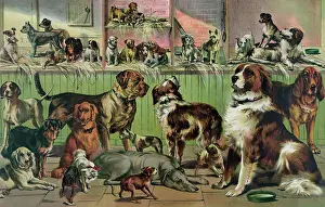 C1893: House, kennel and field