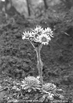 Leek: House Leek (Sempervivum Funckii)