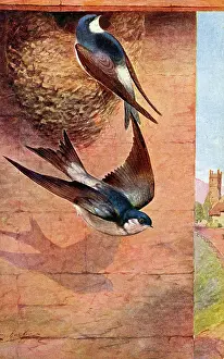 The J Salmon Image Archive (grenville): House Martin