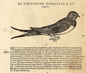 Xylograph: House martin, Delichon urbicum