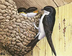 Delichon: HOUSE MARTIN (GILLMOR)