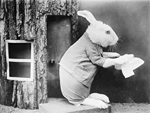 Barnaby: A house proud rabbit