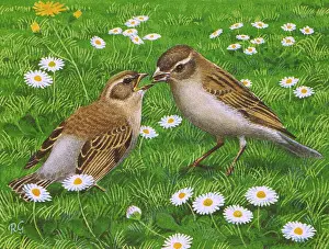 Feeds: House Sparrow