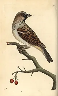 Miscellany: House sparrow, Passer domestica