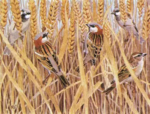 Sparrow: House Sparrows