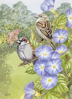 Benger: House Sparrows on Morning Glory