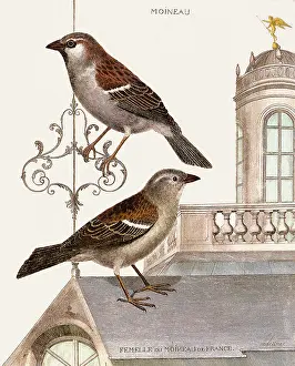 Sparrow: House Sparrows, Passer domesticus