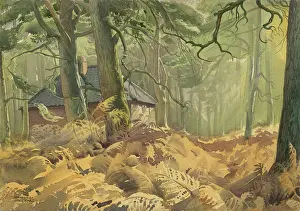 Mysterious: House in the Woods