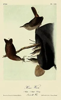Mate: House Wrens